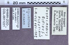 Etiketten zu Phorocardius bifidus (NHMW-ZOO-COL-0011221)